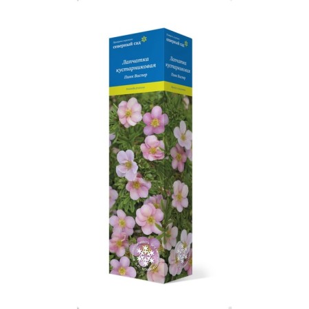 Lapceta shrubby (series North Garden) "Pink Visper" 1 pc, tube, spring 2025