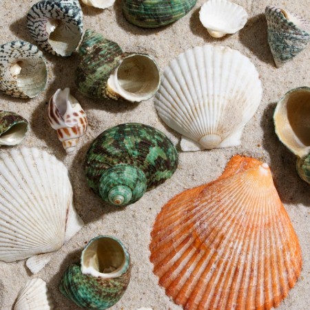 Set of shells, mix No. 2, 100 g-1