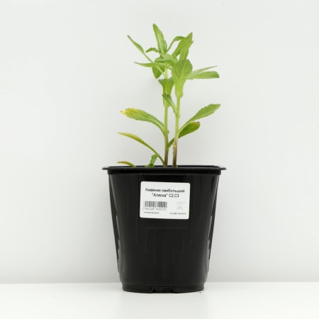 The most "Alaska", pot C3, 1 pc, spring 2024-2