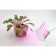 Glanzen RPD-0001-60-GROW LED lamp for plants