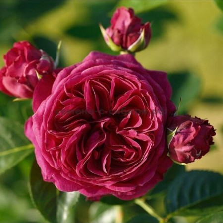 Sahenian Rosa Tea-Hybride "Marietta", 1 pc, spring 2024