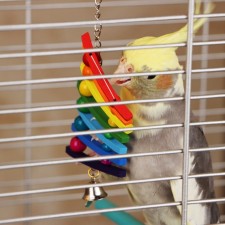 Toy for birds 