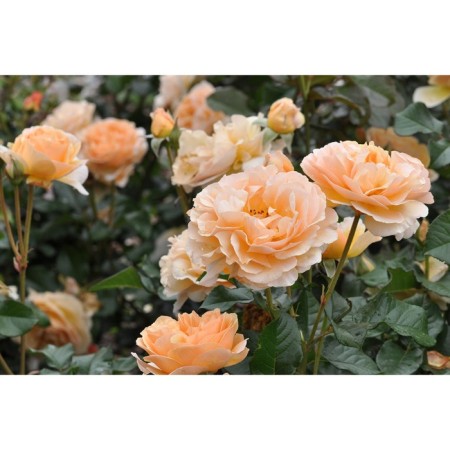Seedling rose park "Zordi Rock", tube, 1 pc, spring 2025