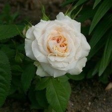 Seedling rose miniature 