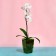 Pot for orchids, 2 l, 12.5 × 19.5 cm, plastic, transparent green