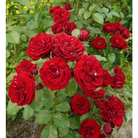 Rose spray Tamango, C3.5 pot, H15-25, 1 pc, summer 2024