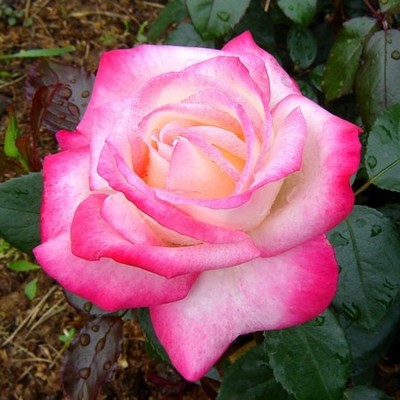 Seedling rose "Maxim", tube, spring 2025