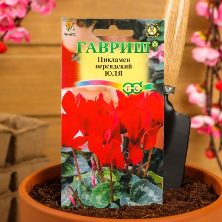 Flowers Cyclamen "Julia", 3 pcs.-2