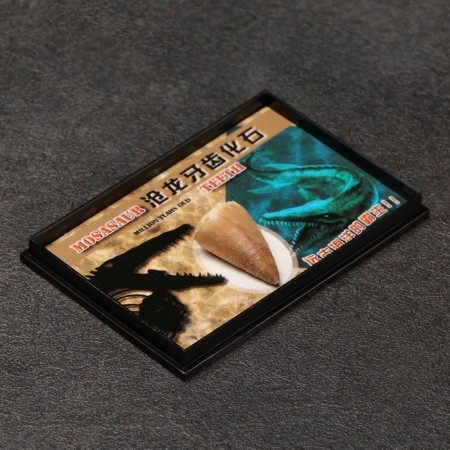 Tooth set "Masosaurus"-1