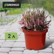 Pot for seedlings, 2 l, d = 17 cm, h = 13 cm, terracotta, greengo