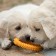 Toy floating for dogs "thorns" Pizhon Premium, foamed TPR, 11 cm, yellow