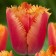 Tulip fringe lambada, rr 12+, 3 pcs, economy, autumn 2024