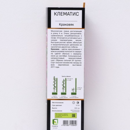 Clematis botanical suite "Krakowyak", 1 pc, tube, spring 2024-1
