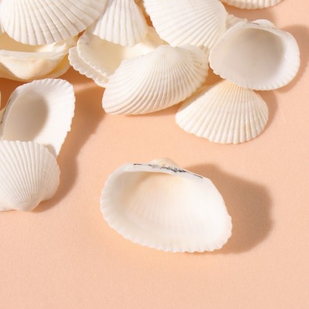 Natural decorative shells "White" set of 100 grams-2