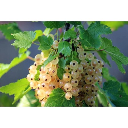 Currants White Versailles White, C5 Pot, Speech 60-80, 1 pc, Summer 2024