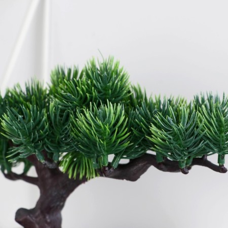 Bonsai in the pot "Pine Galant" 12x16 cm mix-1