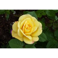 Rose Floribunda Arthur Bell, C3.5 pot, H25-45 Height, 1 pc, summer 2024
