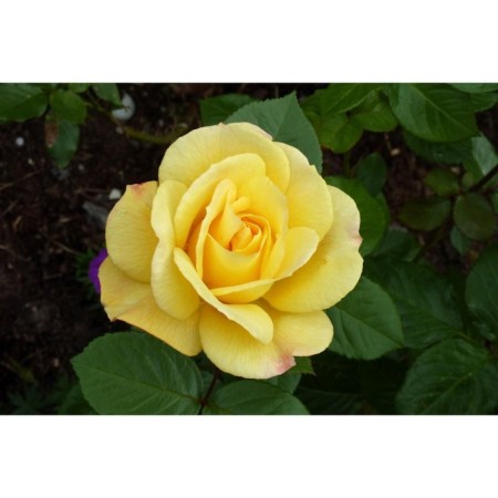 Rose Floribunda Arthur Bell, C3.5 pot, H25-45 Height, 1 pc, summer 2024