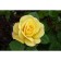 Rose Floribunda Arthur Bell, C3.5 pot, H25-45 Height, 1 pc, summer 2024