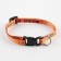 A collar for dogs and cats with Fasteks "damn good", 30x1 cm