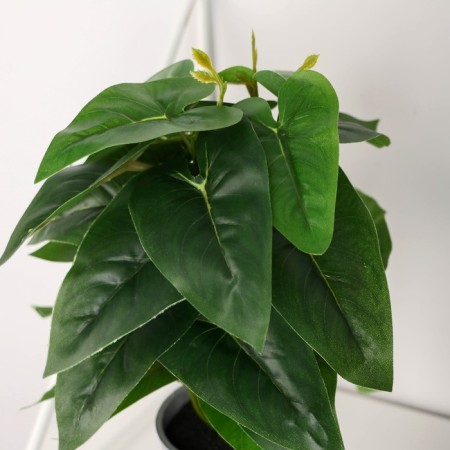 Bonsai in the pot "Philodendron Ostrophy" 7x23 cm-1