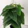 Bonsai in the pot "Philodendron Ostrophy" 7x23 cm