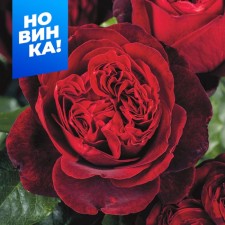 Rose Tea-Hybrid Admiral