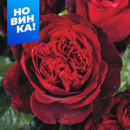 Rose Tea-Hybrid Admiral