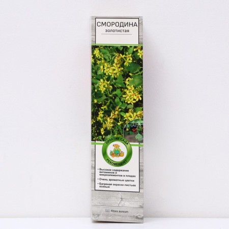 Golden currants, 1 pc, tube, spring 2025