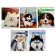 Notebook of 48 sheets in Calligrata Call "dog muzzles", covered cardboard cover, block No. 2, whiteness 75% (gray sheets), mix