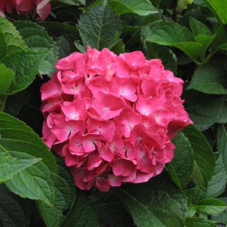 Hydrangea large-leaf Masya, C3 pot, H10-50 height, 1 pc, summer 2024