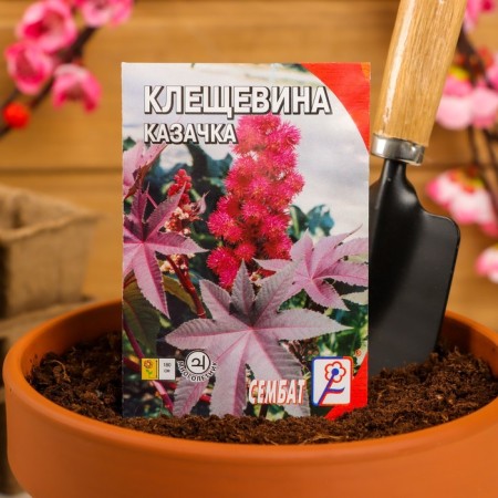 Cleshchevina flowers "Cossack", 2 pcs-2