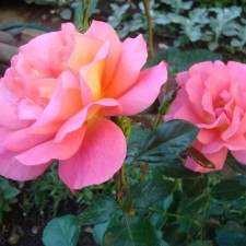 Seedling rose 