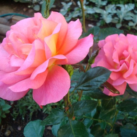 Seedling rose "Shanti", tube, spring 2025