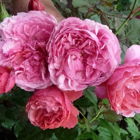 Seedling rose "Ladure", tube, spring 2025