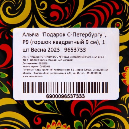 Sahenian cherry gift to St. Petersburg, pot 9*9*14, summer 2024-1