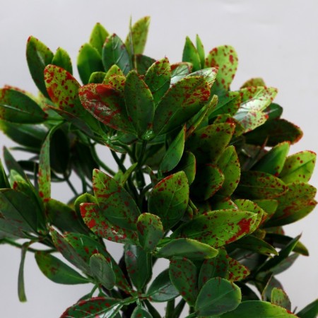 Bonsai in the pot “Ficus spotted” 9x27 cm-1