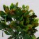 Bonsai in the pot “Ficus spotted” 9x27 cm