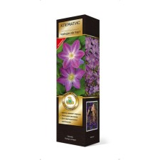 Clematis large -flowered suite 