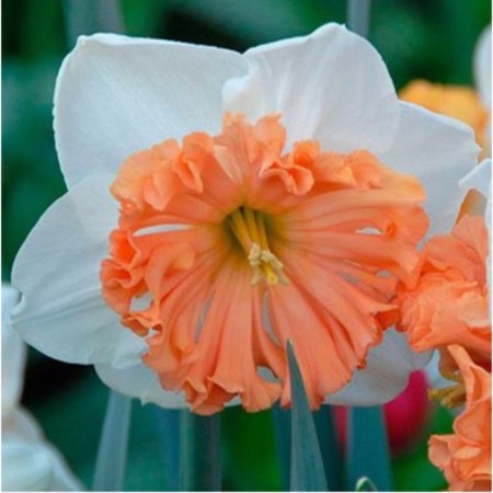Narcissus with a split crown Hangarien Rapsodi, 12/14 rr, 5 pcs, 40 h (cm), autumn 2024