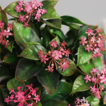 Bonsai in the pot "Hoya premium" 23x10 cm, mix-1