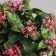 Bonsai in the pot "Hoya premium" 23x10 cm, mix
