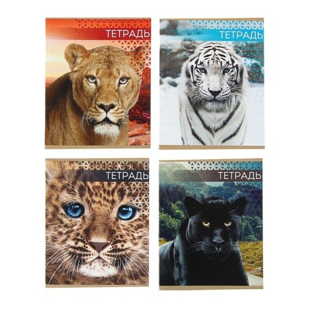 Notebook of 48 sheets in the Calligrata "Wild Cats" line, cover covered paper, block No. 2, mix