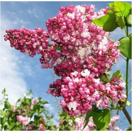 Lilac Ordinary Marshal Baghramyan, C3 pot, 1 pc, summer 2024