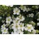 Lapceta shrubby Mount Everest, C2 pot, H10-50 height, 1 pc, summer 2024