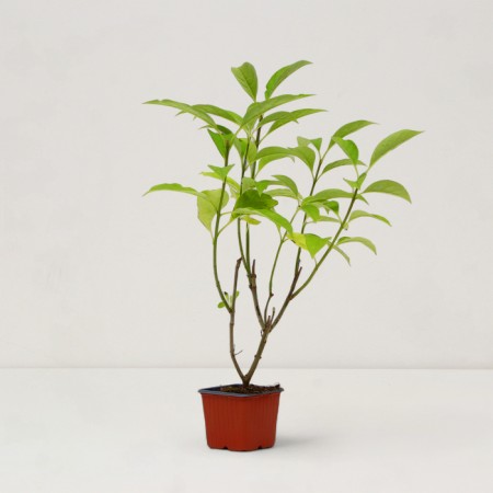 Sahenian Ordinary Lilac "Agnes Smith", P9 pot, summer 2024-1