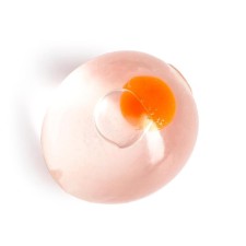 The egg 