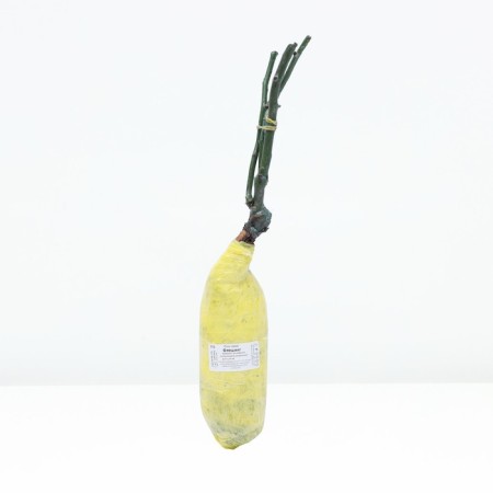 Seedling rose spray "Flashing", tube, 1 pc, spring 2025-2