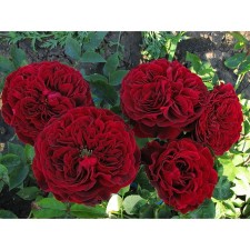 Seedling rose English tea-hybrid 