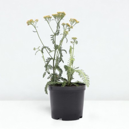 Yarrow ordinary terracotta, pot C3, 1 pc, summer 2024-1